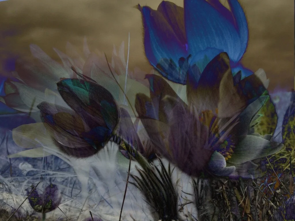 Susan Wiebe&nbsp;|&nbsp;Crocus X&nbsp;