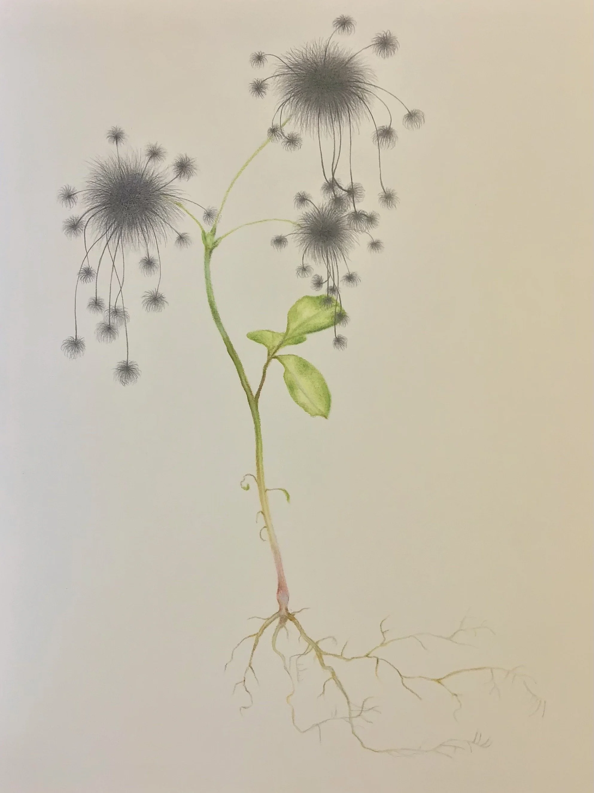 Scorpion Flower.jpeg