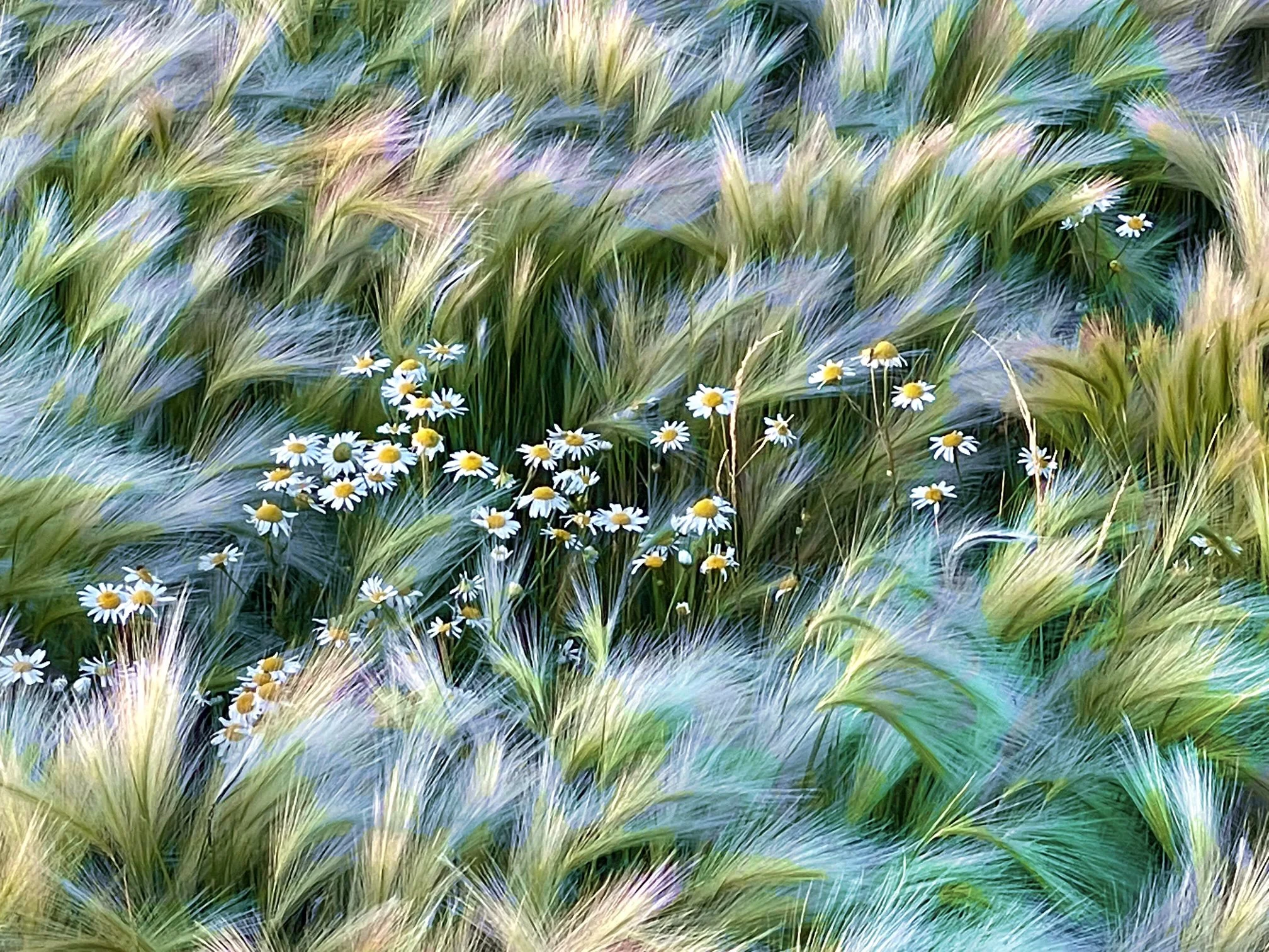 Susan Wiebe Daisies in Foxtails
