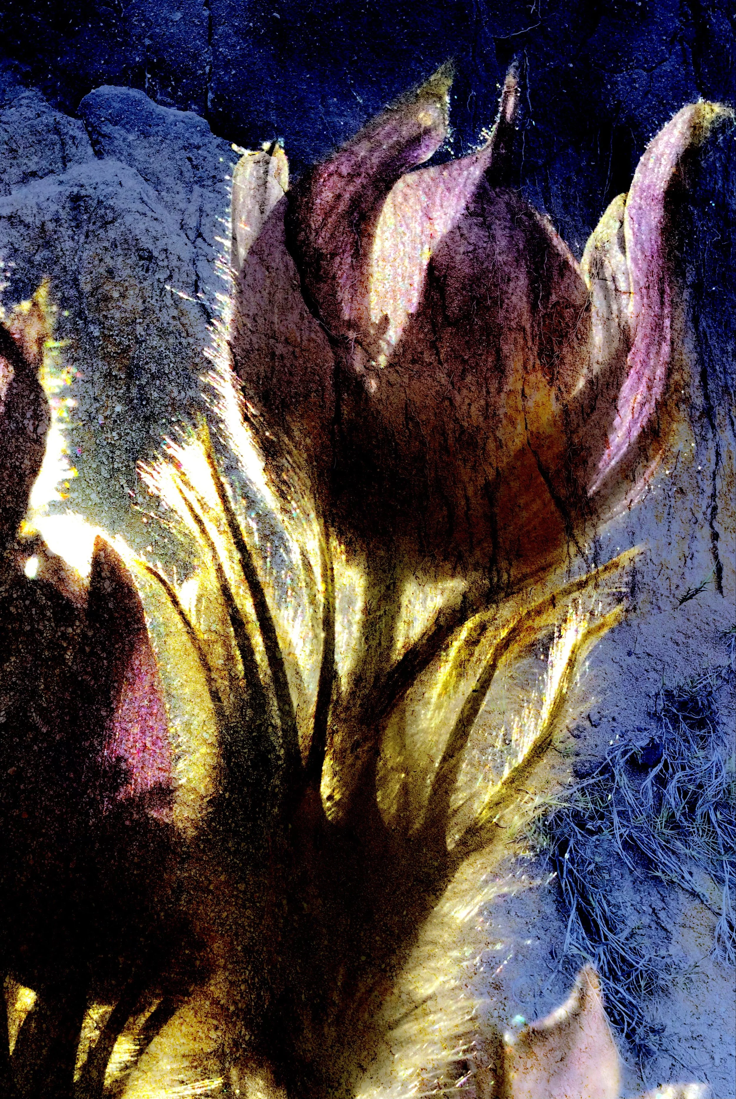 Susan Wiebe |  Crocus Glow