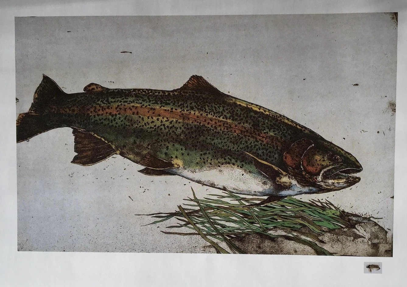 Jack Cowin  | Nymphing Rainbow (Western Trout Series)