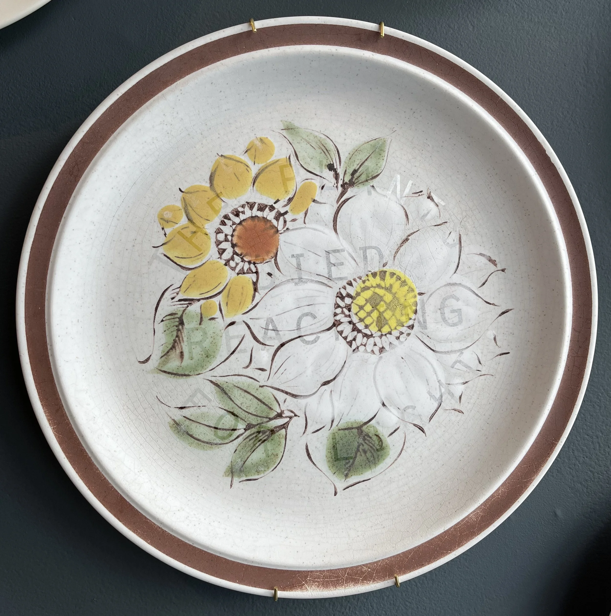 Danielle Corson  |  The flowers died reaching for light