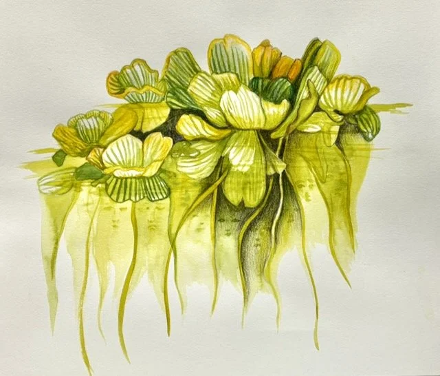 SZ1Lotus Eaters study #1.jpeg
