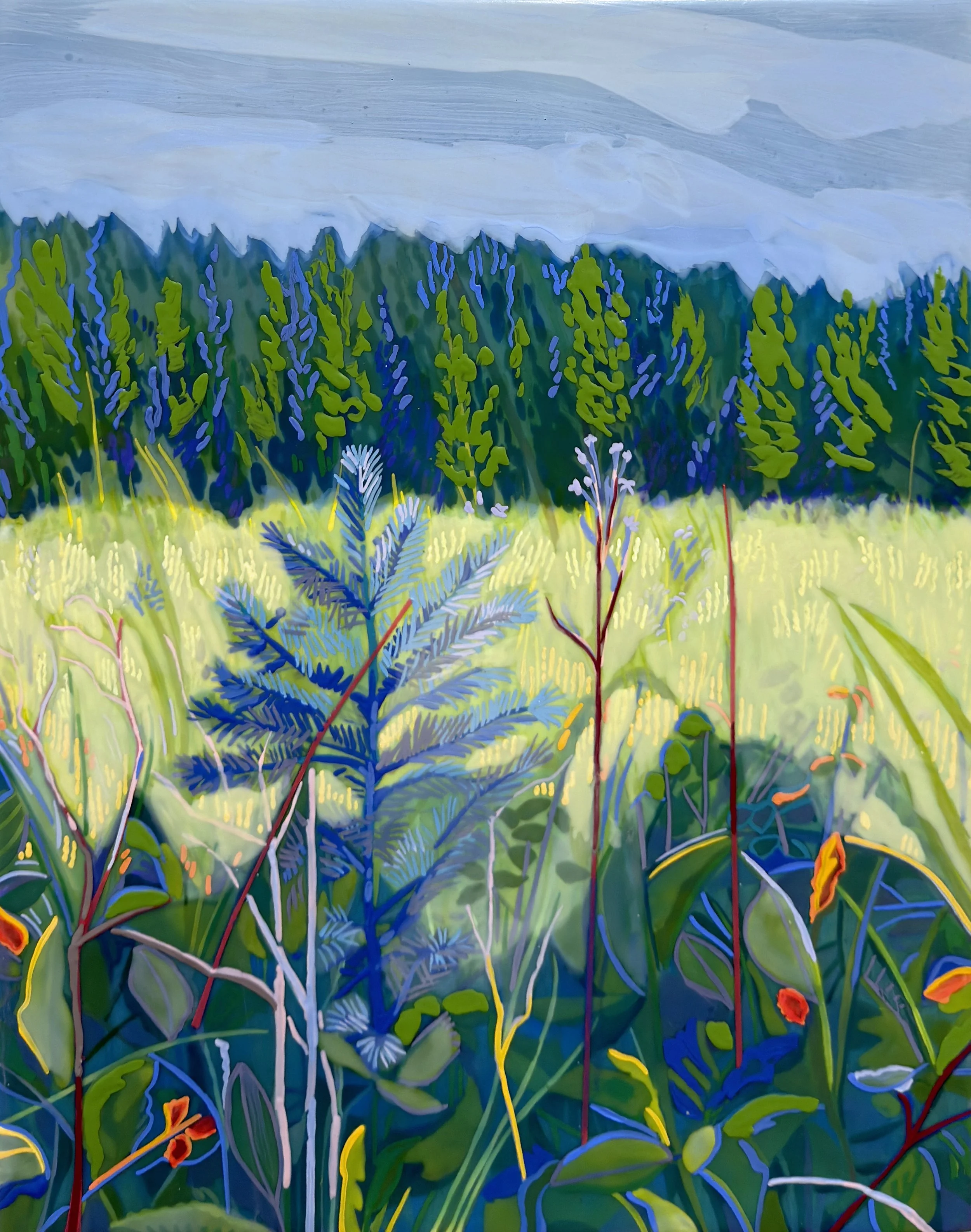 Fieldwork Black Spruce 14 x 11 H Cline 2026.jpg