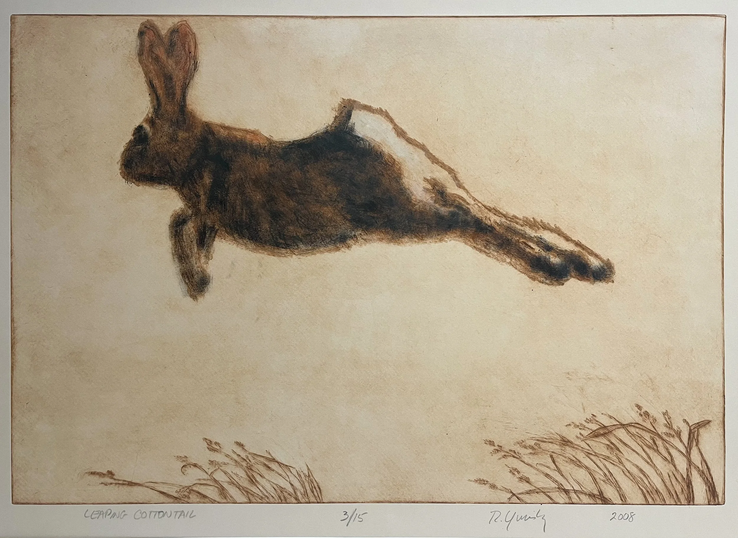 Russell Yuristy  |  Leaping Cotton Tail