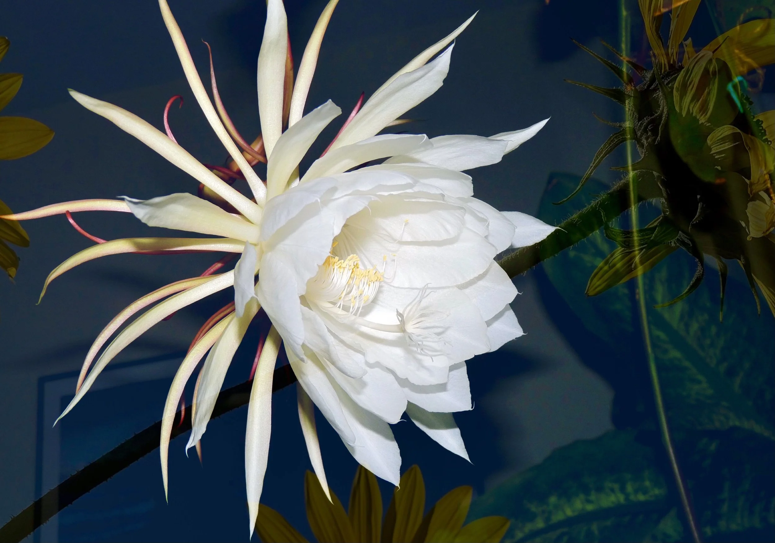 Susan Wiebe  |  Queen of the Night