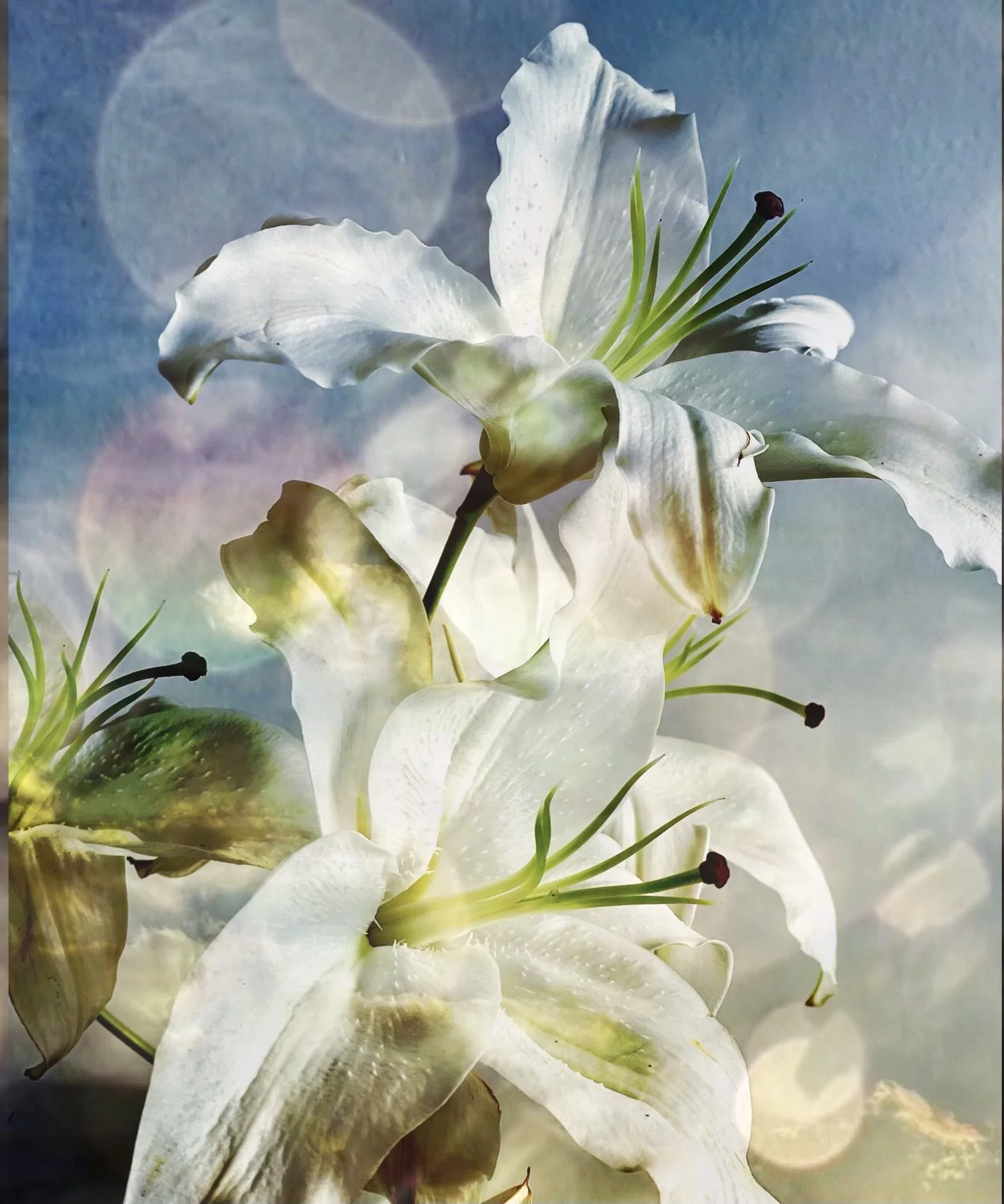 Susan Wiebe  |  White Lilies