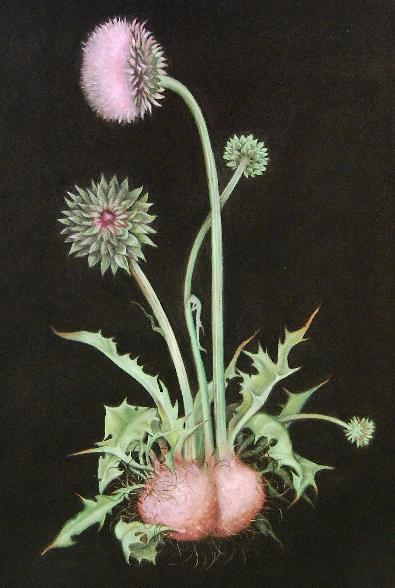 thistle_from cut flowers copy.JPG