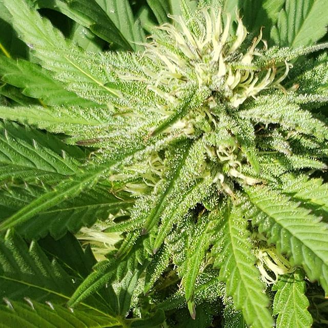 Gods Green Crack.
#fieldgrown #biocannabis