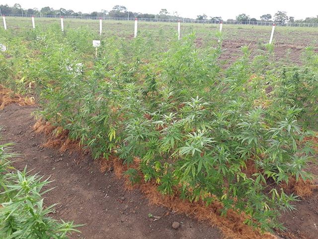 Density trials of various cultivars, @medcanncol.
#fieldgrown #CannabisColombiana