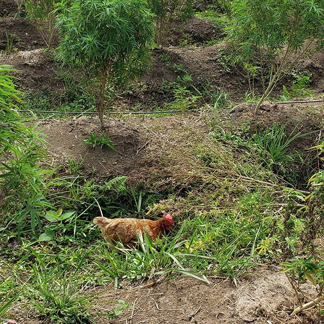 Gallinas en patrulla, campo de madres.
@medcanncol 
#BioCannabis