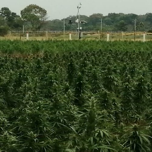 Weather stations throughout the farm @medcanncol.  Pretty much 2 seasons, but always to nice track.
#BioCannabis #CannabisColombiana