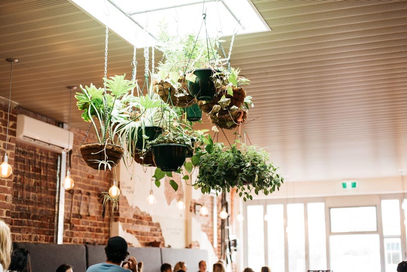 hardware-cafe-plants.jpg