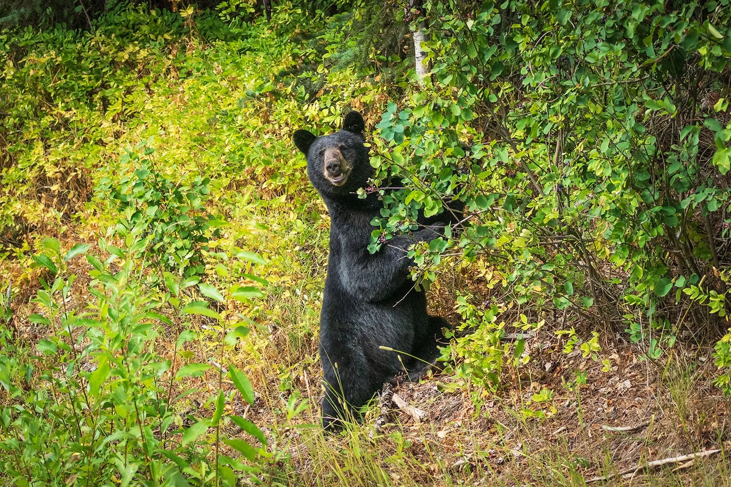 _DSC3703.jpg