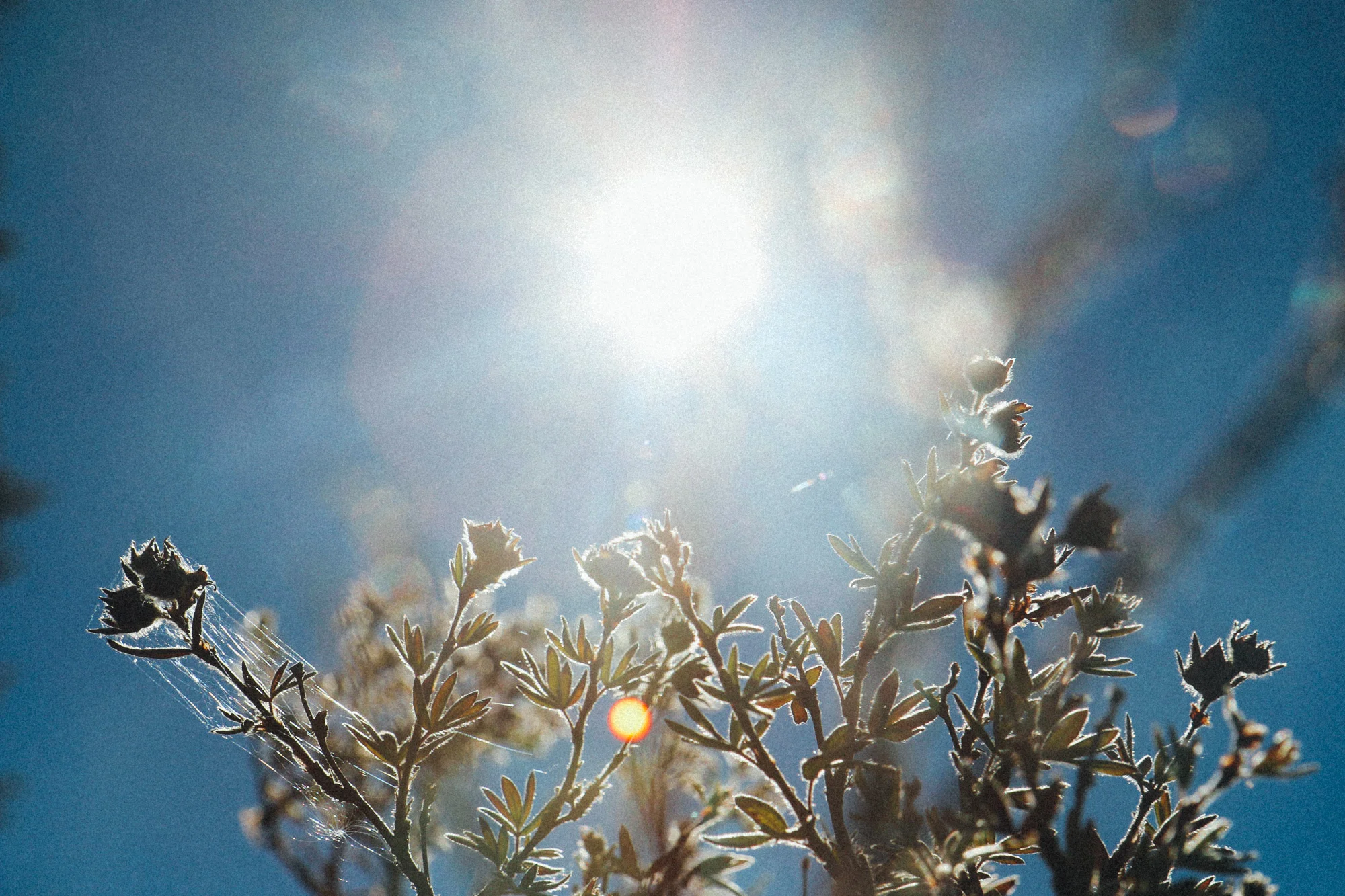 Simchat Torah: Celebrate the Wisdom