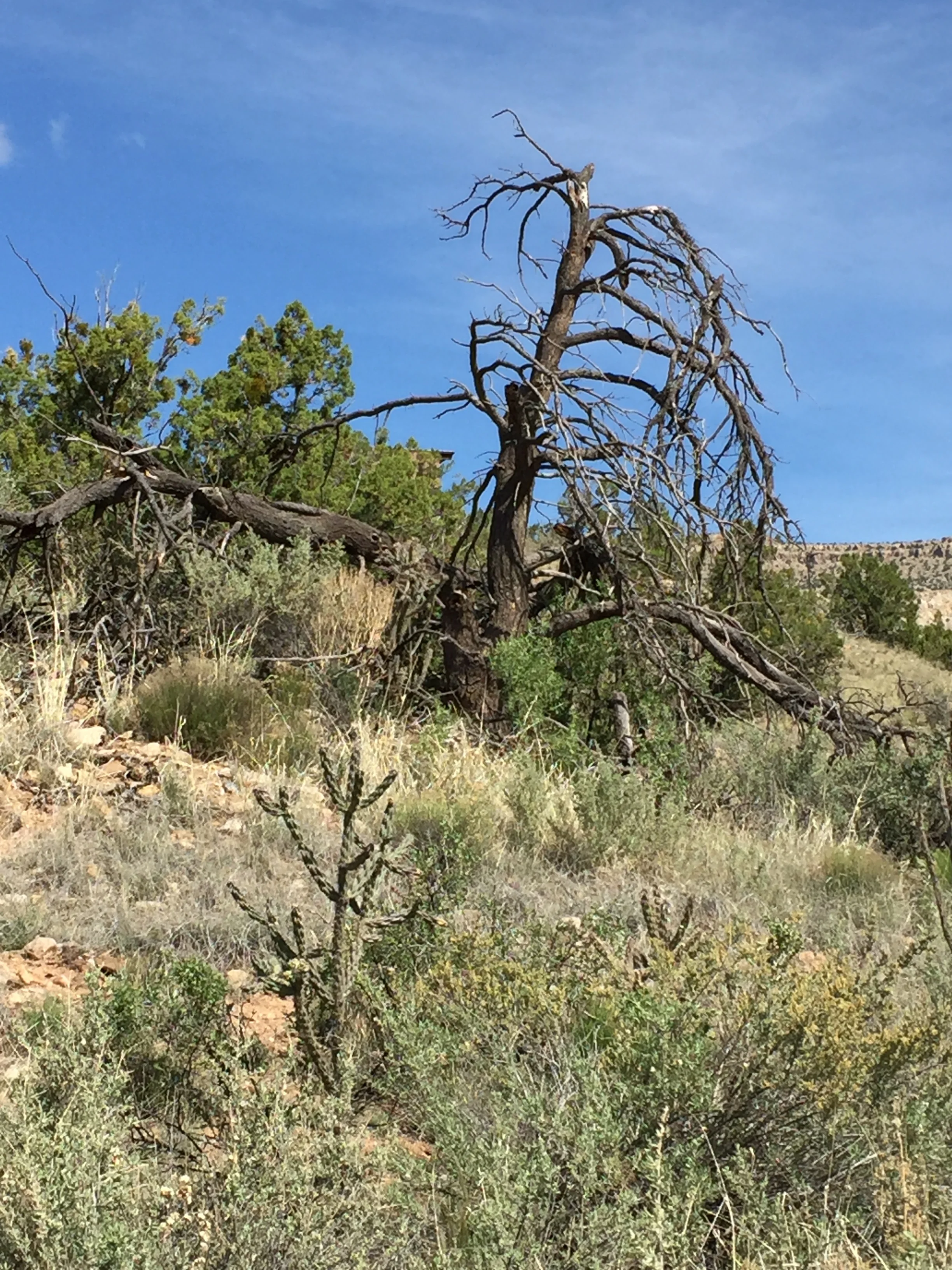 Morning Meditation Sit 02.16.17