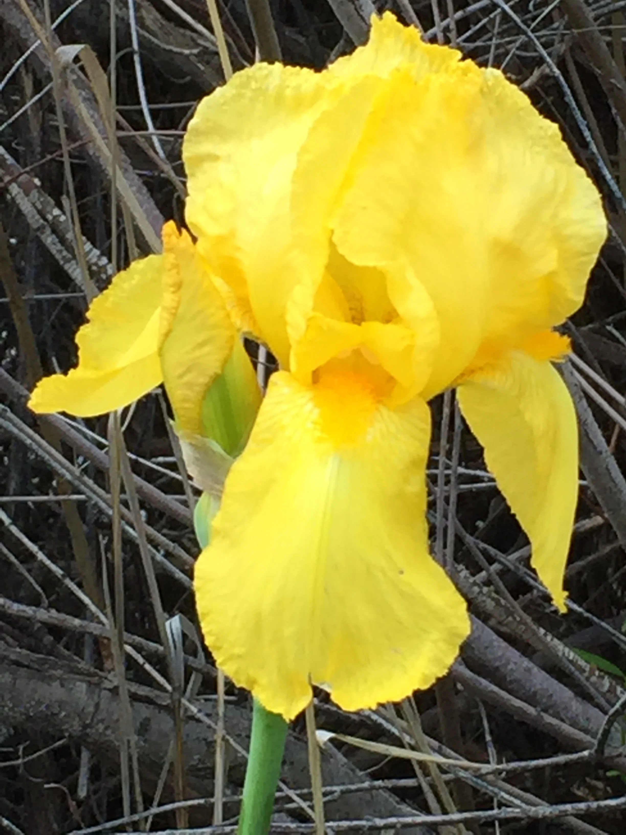 Morning Meditation Sit 02.09.17