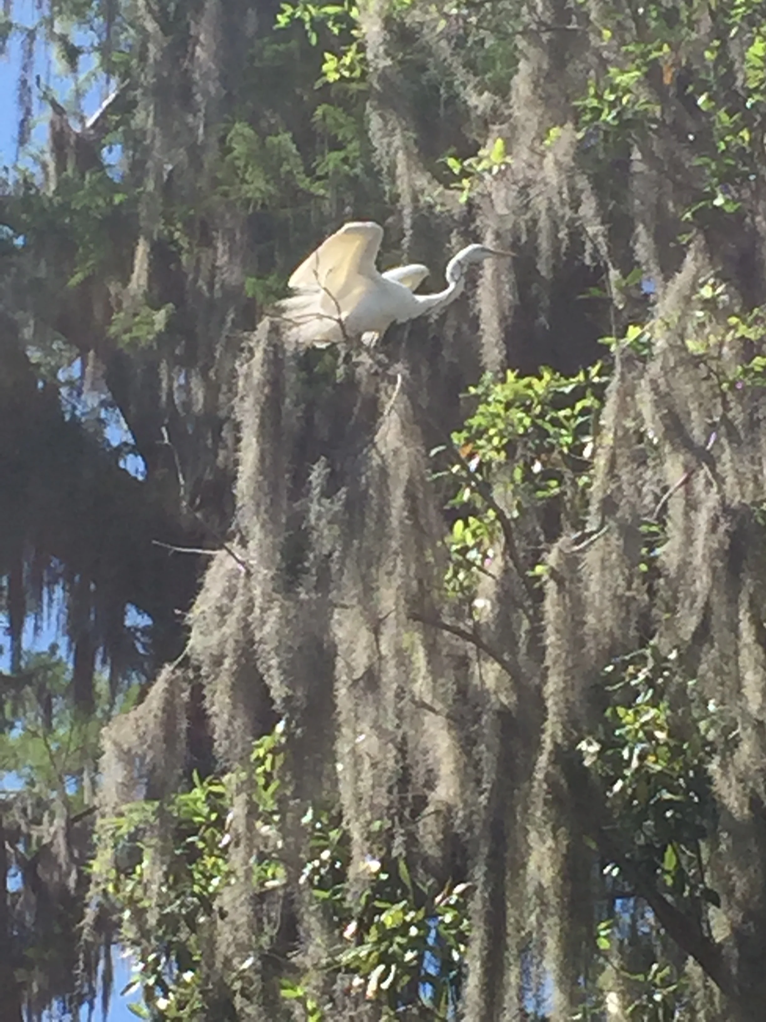 Morning Meditation Sit 03.16.2017