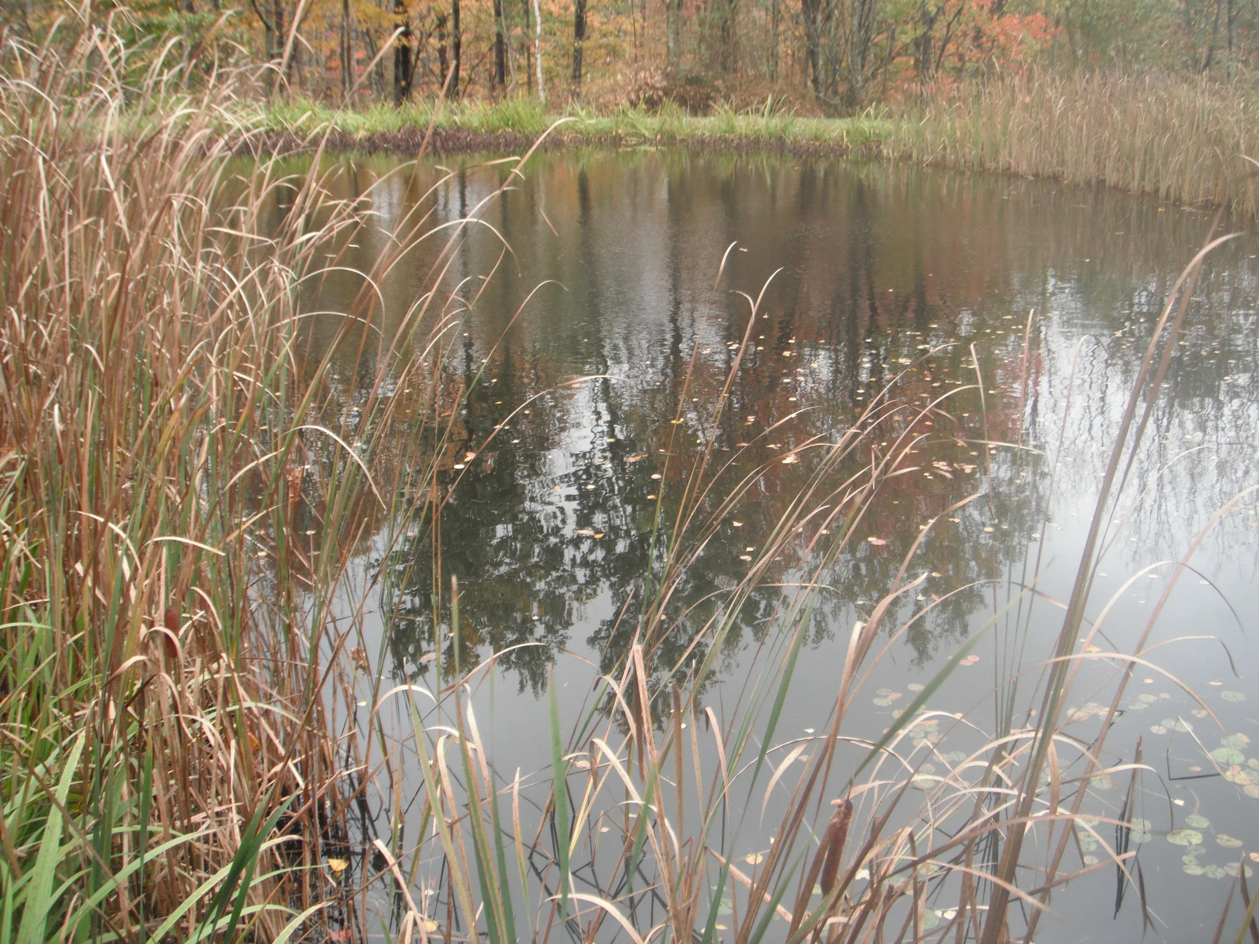 May the Seasons be Alive Within Us 