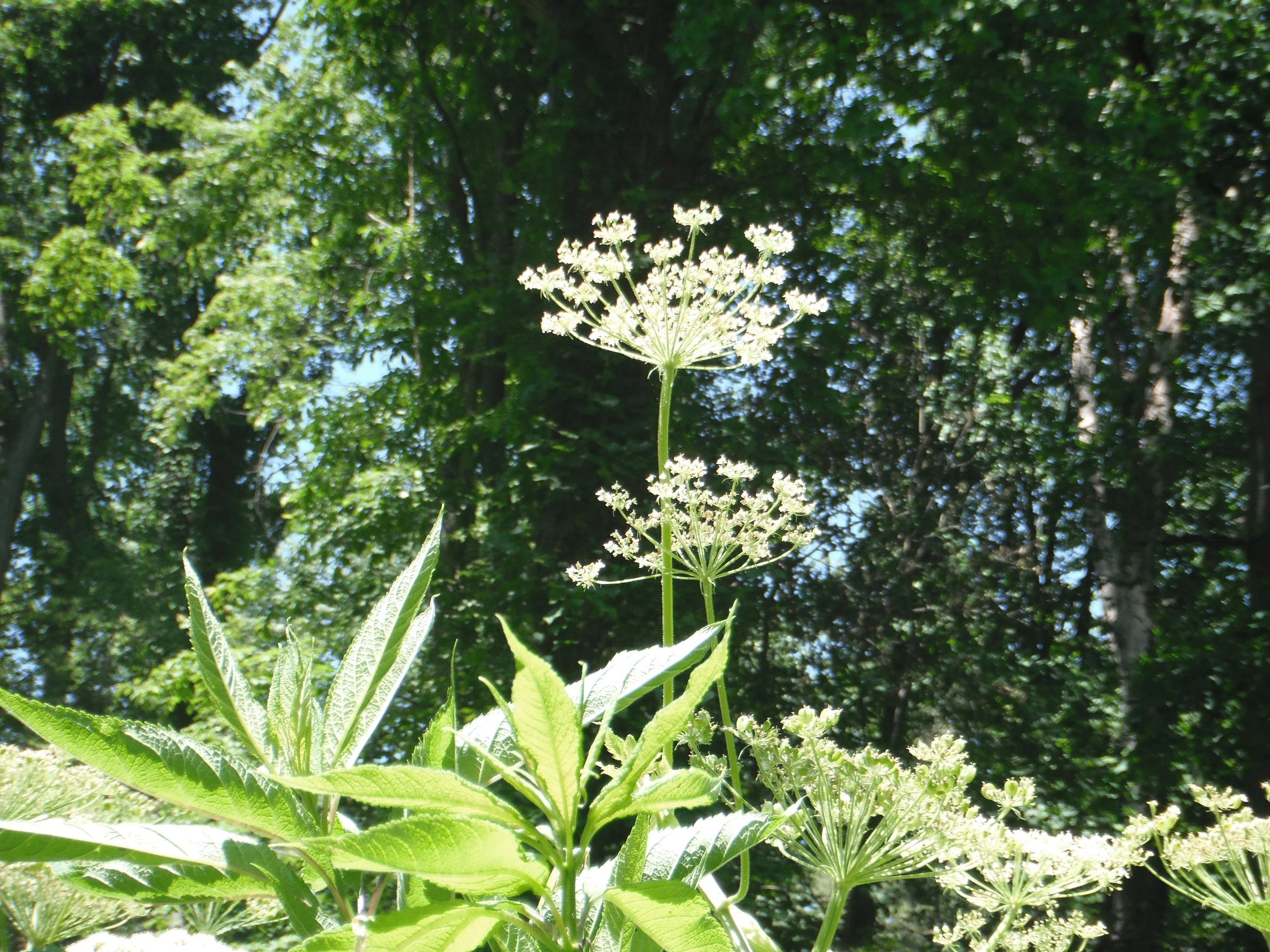 Tikkun Halev—the Healing of the Hardened Heart