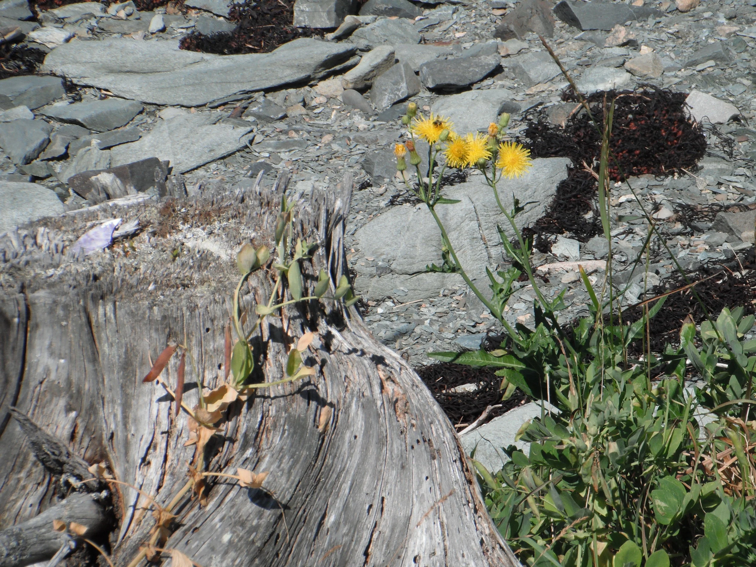 Morning Meditation Sit 03.30.2017