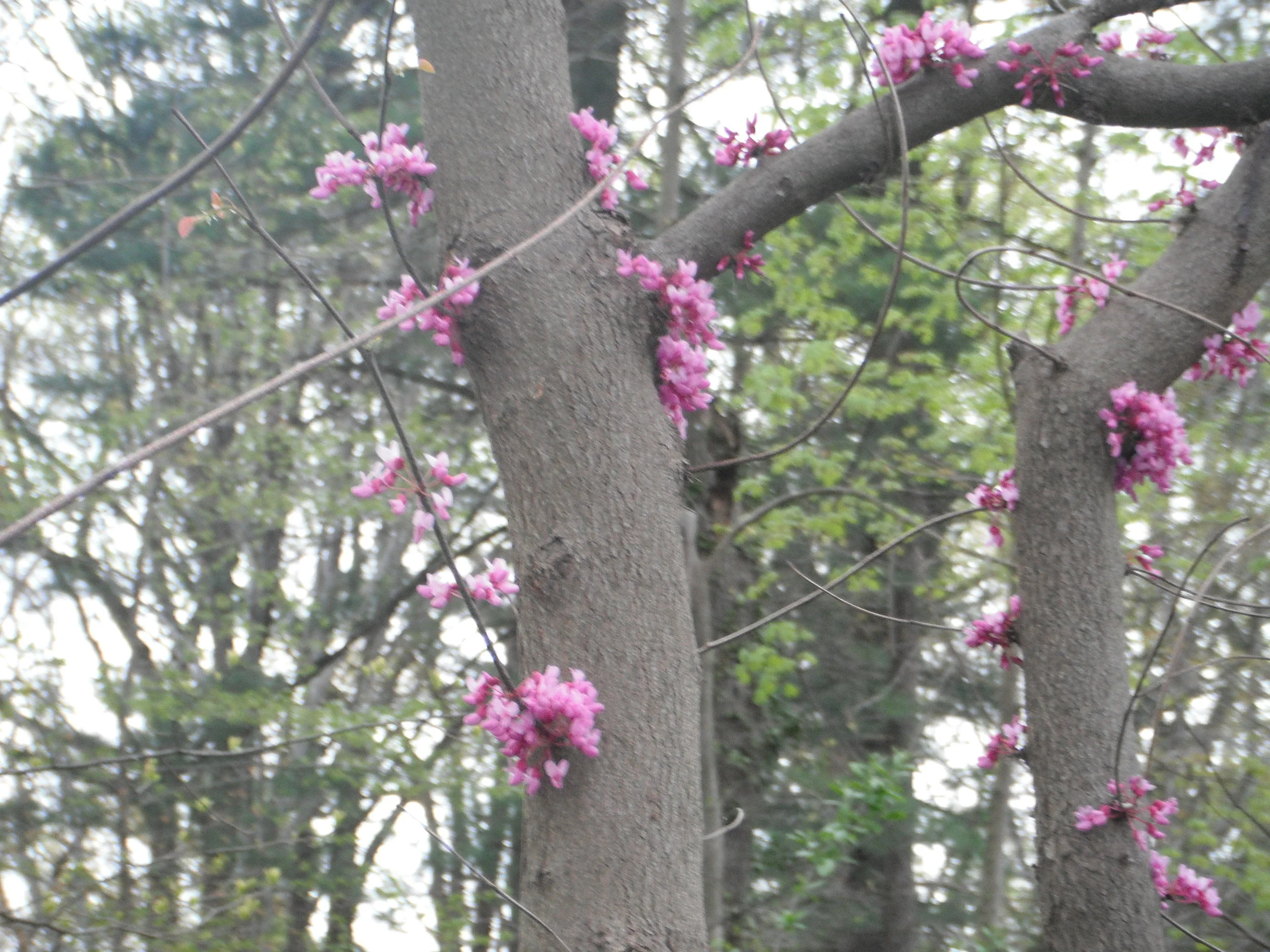 Morning Meditation Sit 04.06.2017