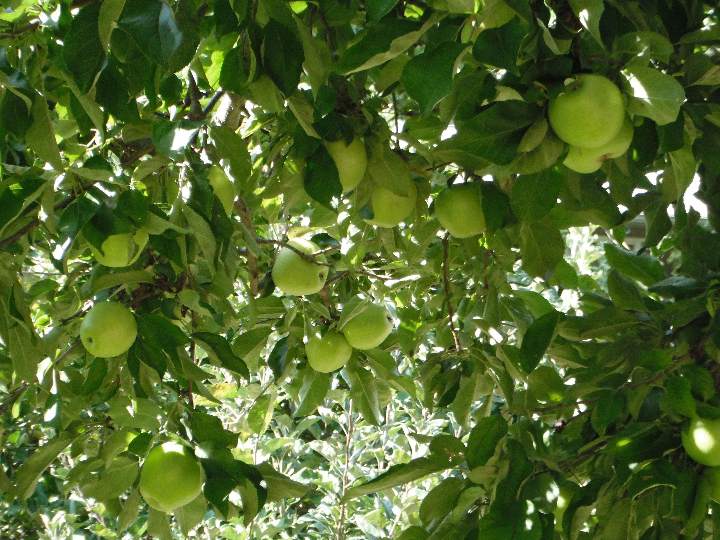 How to Count the Omer Pt. 4: Working with the Daily and Weekly Spiritual Qualities