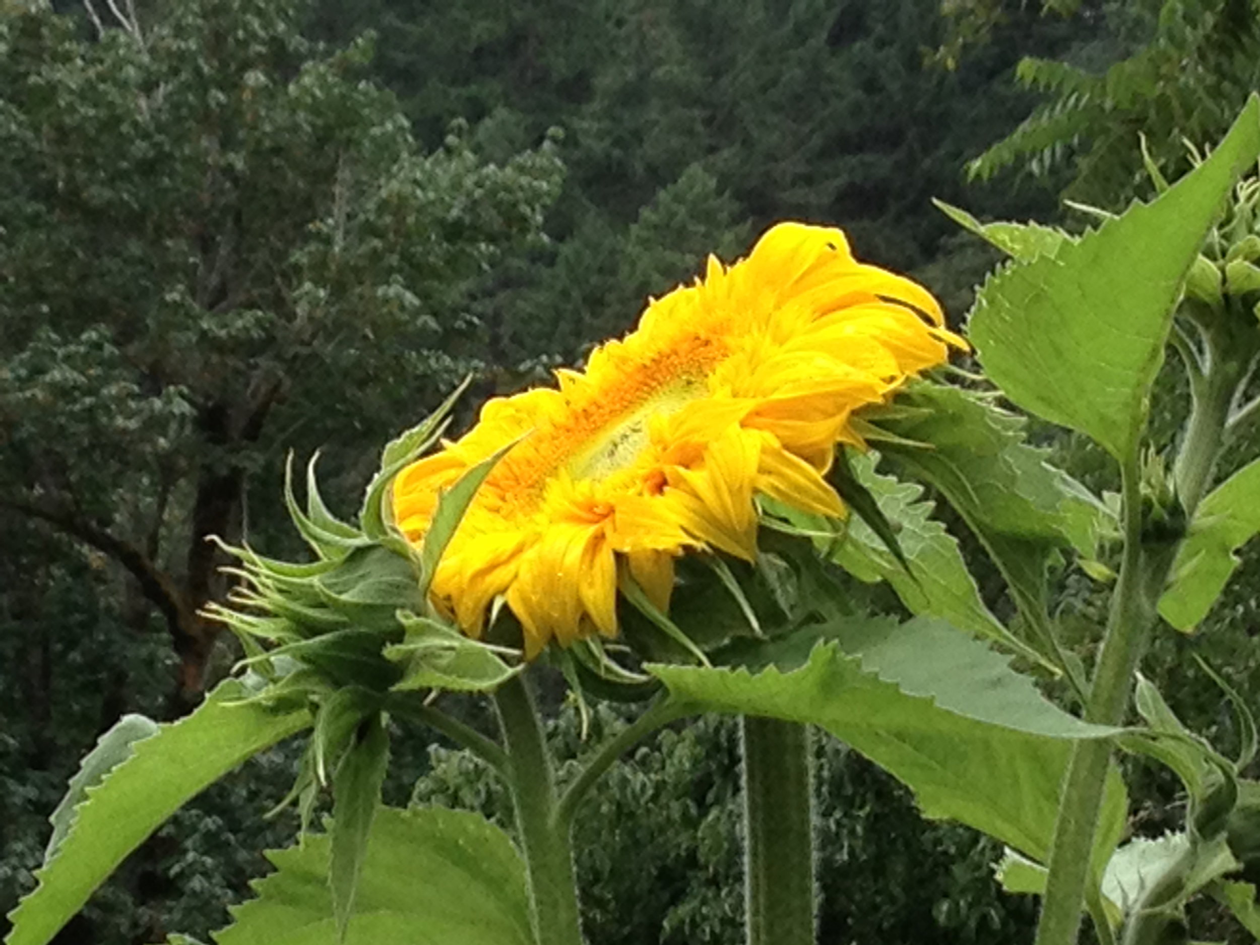 Week 1 - Entering the Field of Chesed