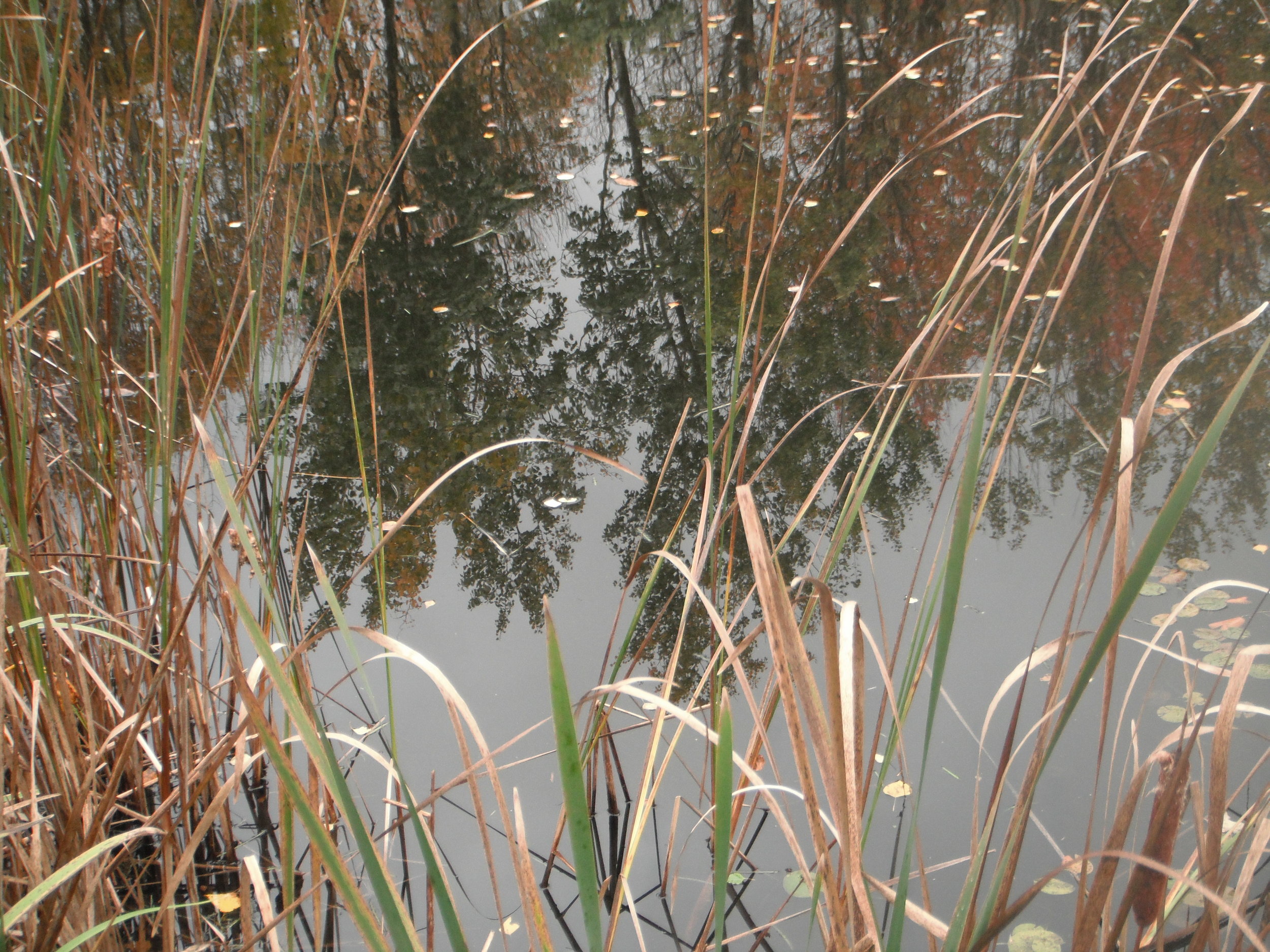 Omer Day 2 - Gevurah Sh’b Chesed: Discernment within Love 