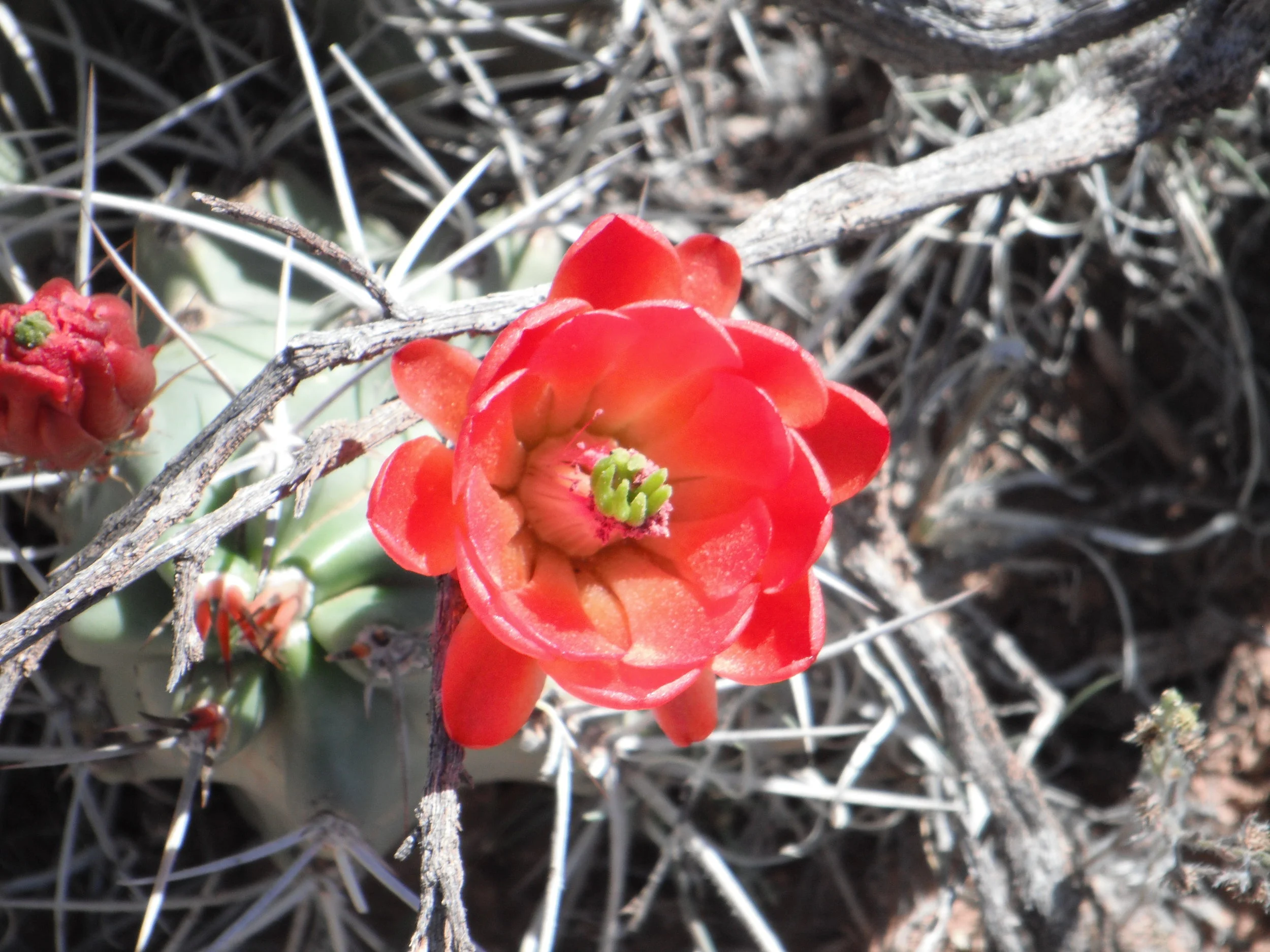 Morning Meditation Sit 04.13.2017