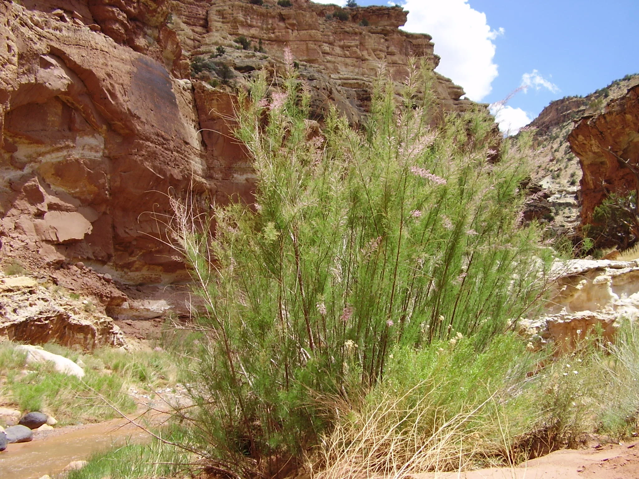 Rabbi Yael on Air: Counting the Omer on the Radio 