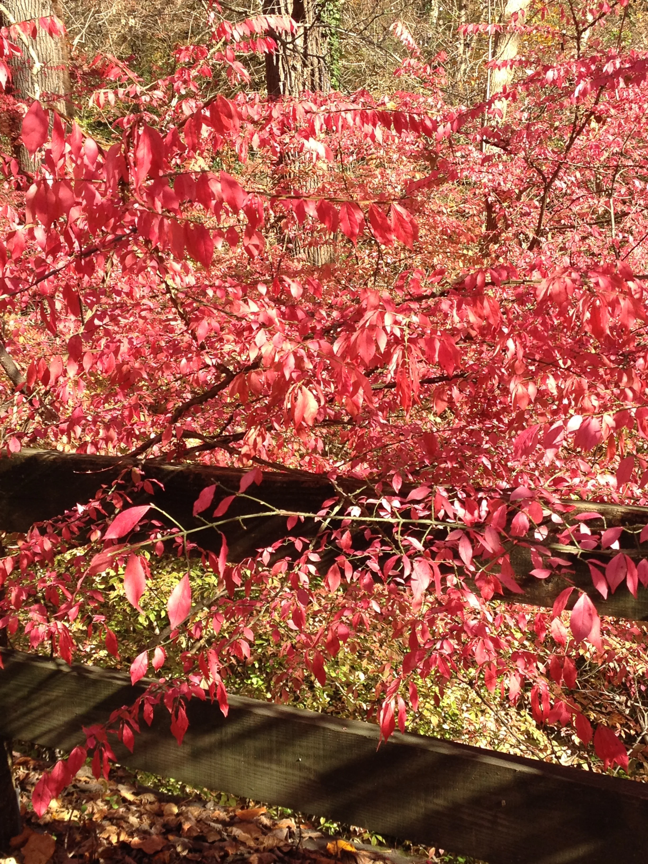 Omer Day 6 - Yesod Sh’b Chesed: Rootedness within Love 