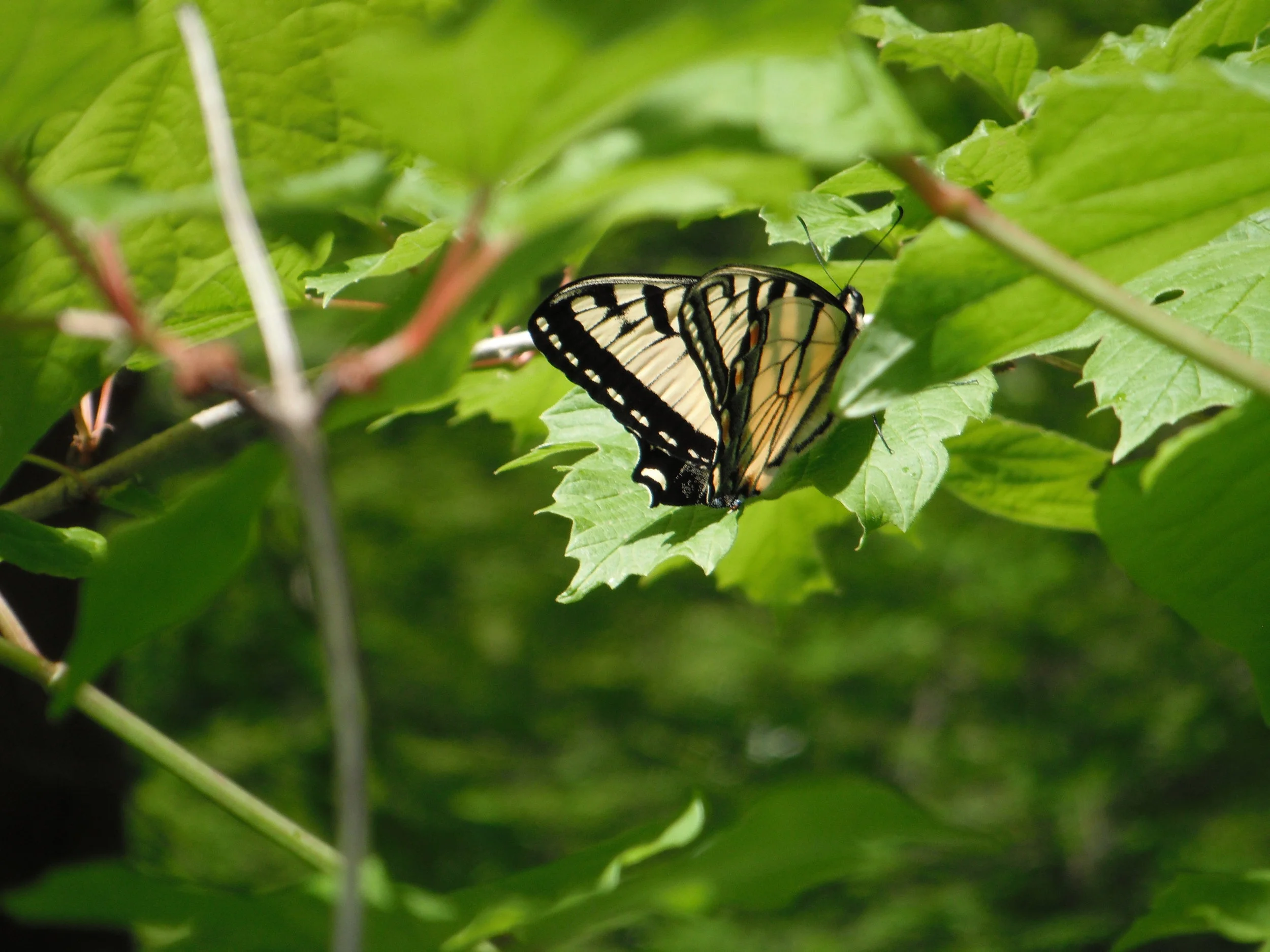 Day 10 - Tiferet Sh’b Gevurah: Balance within Strength 