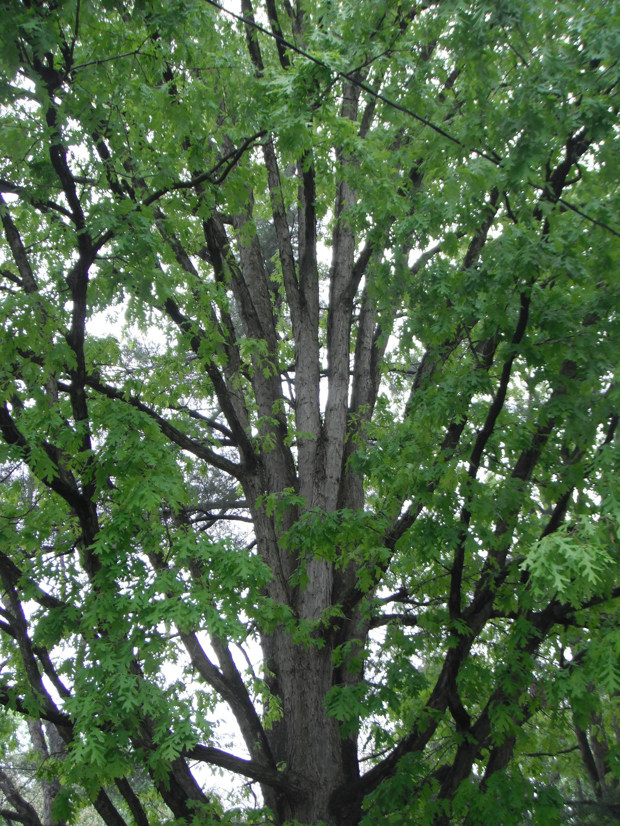 Day 13 - Yesod Sh’b Gevurah: Foundation within Strength 