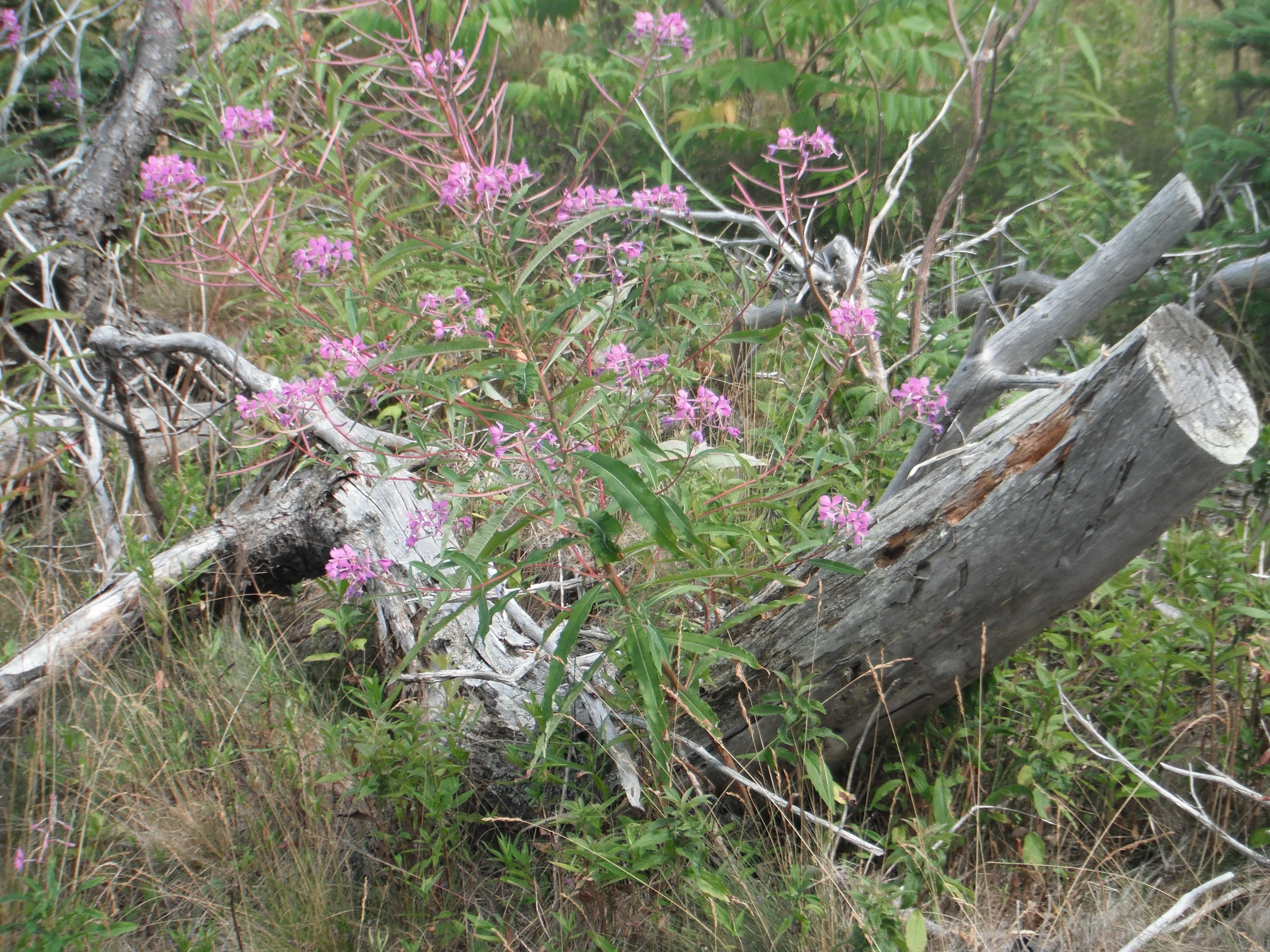 Day 16 - Gevurah Sh’b Tiferet: Discernment within the Heart