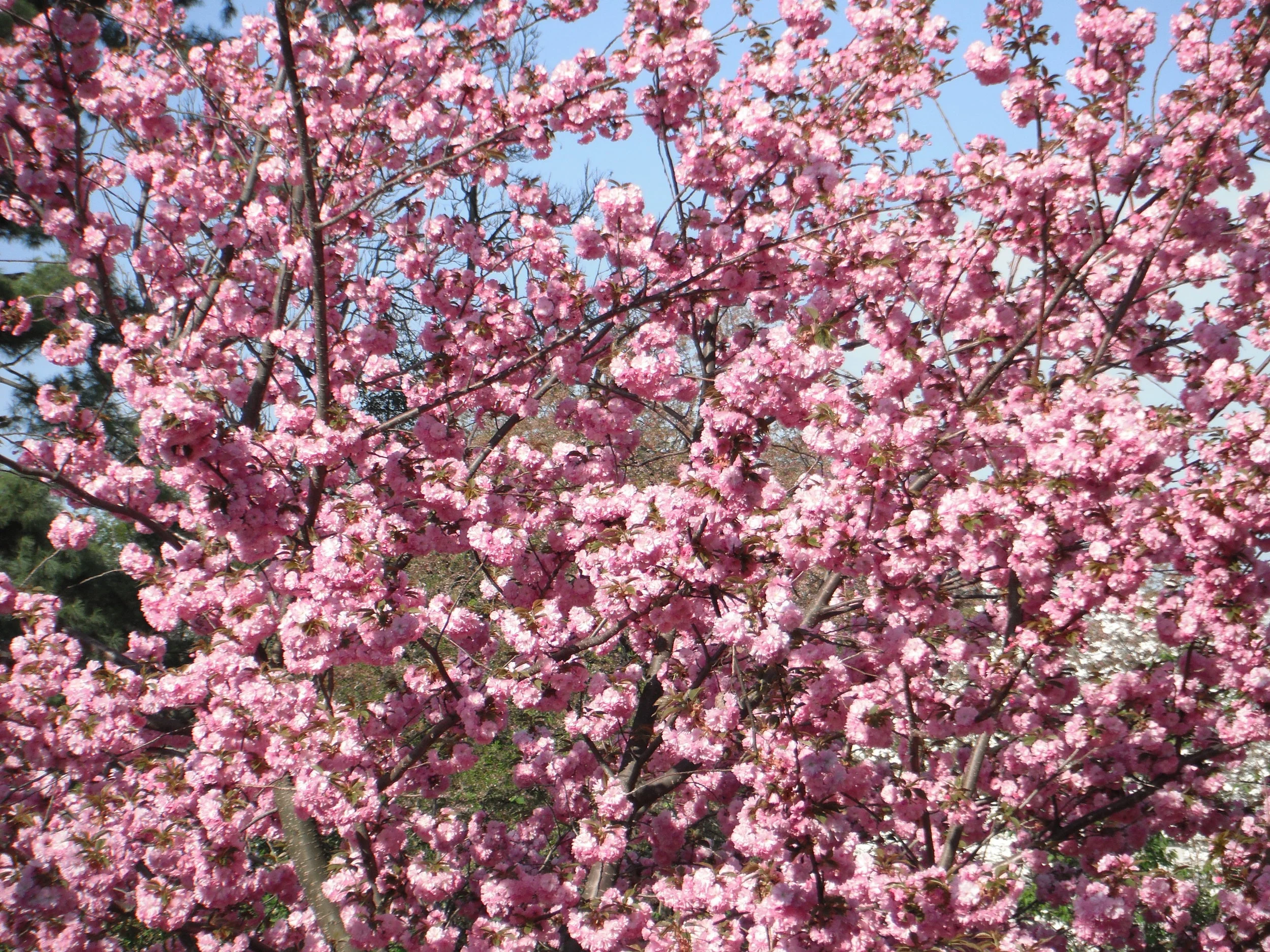  Day 18 - Netzach Sh’b Tiferet: Endurance within the Heart 