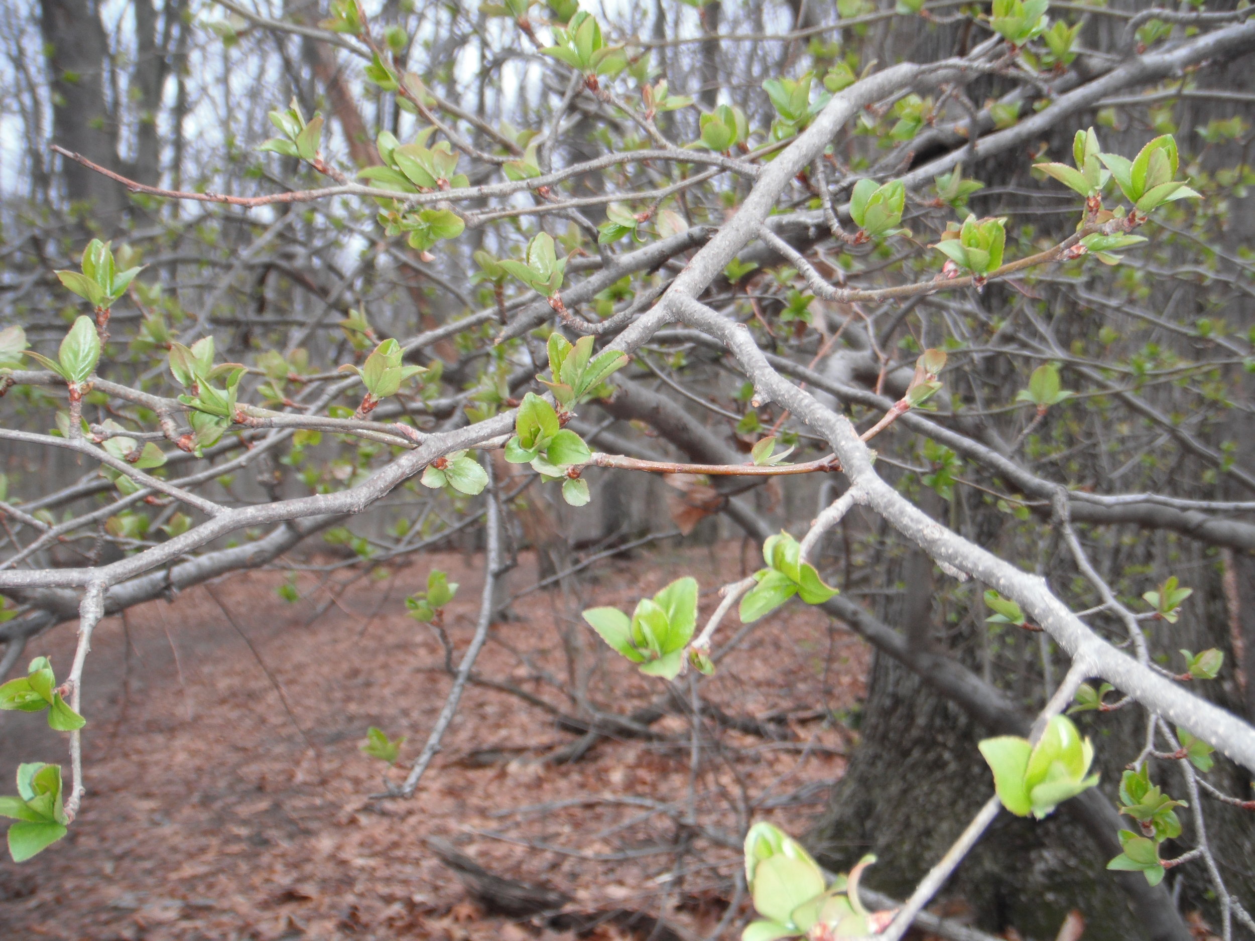 Day 25 - Netzach Sh’b Netzach: Eternity within Eternity 