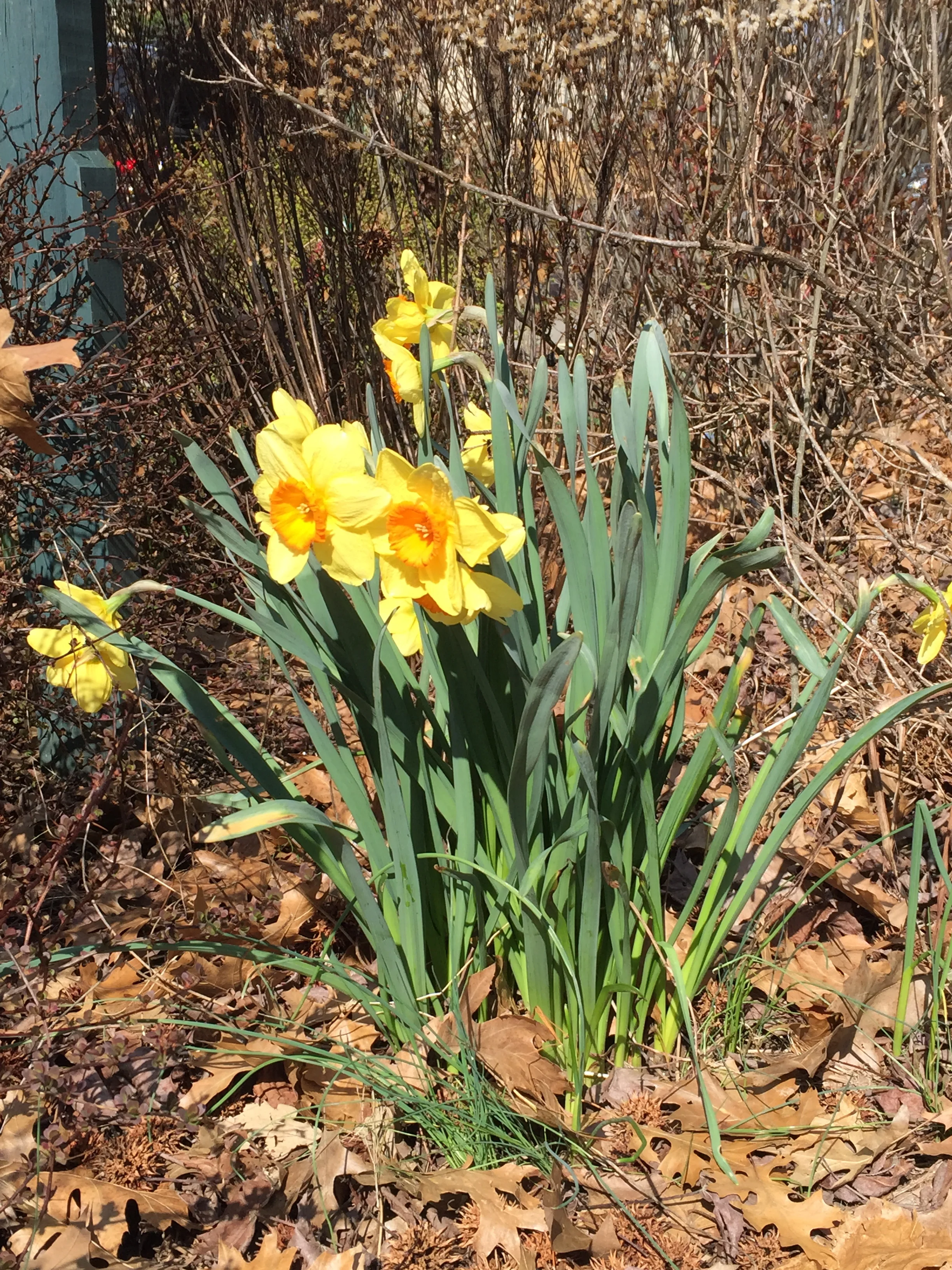 Day 26 - Hod Sh’b Netzach: Gratitude within Eternity