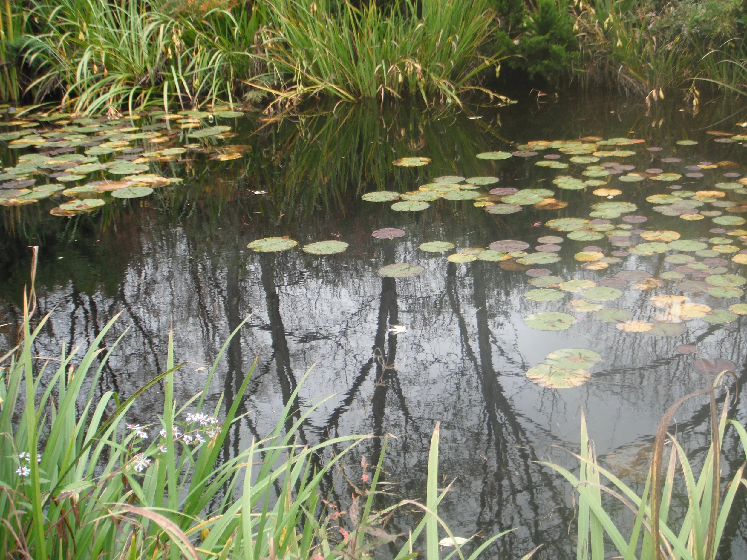 Week of Hod: Presence, Gratitude 