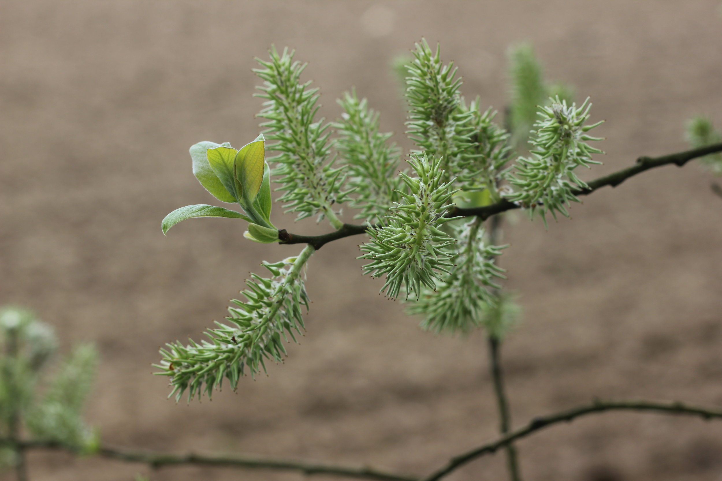 Shabbat Intentions - Parshat Behar