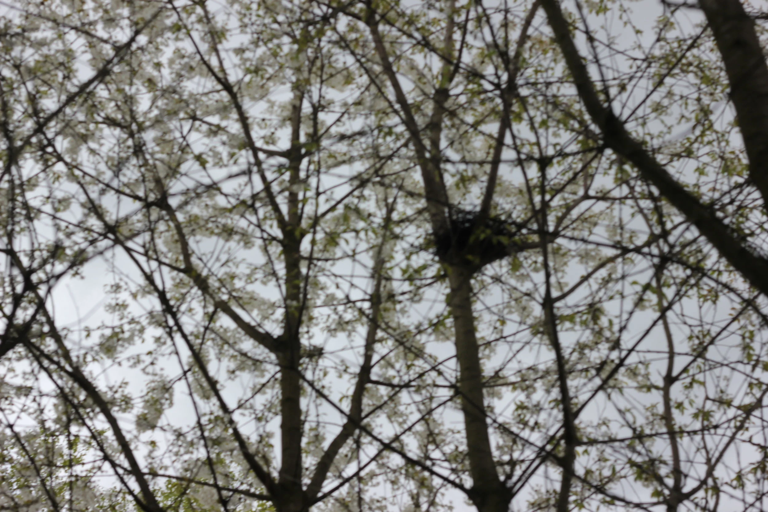 Morning Meditation Sit 06.08.2017 -  B’halotecha