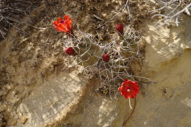 Morning Meditation Sit 06.29.17