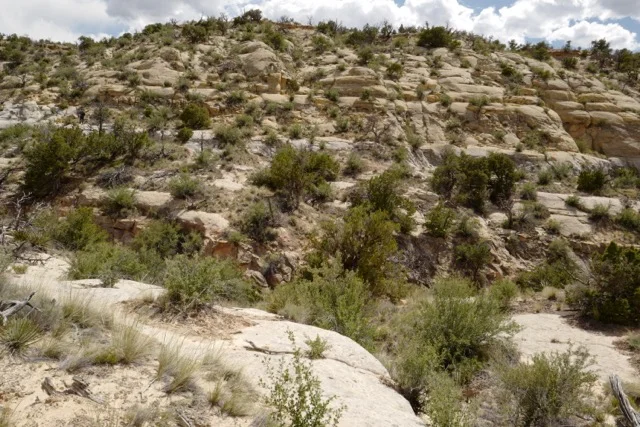 The Unfolding of All Life 