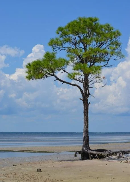 Know the Call of Joy 