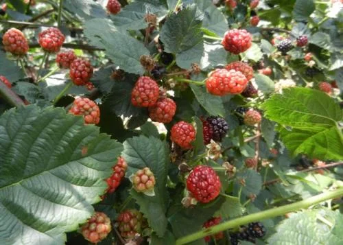 Fruits of our Practice