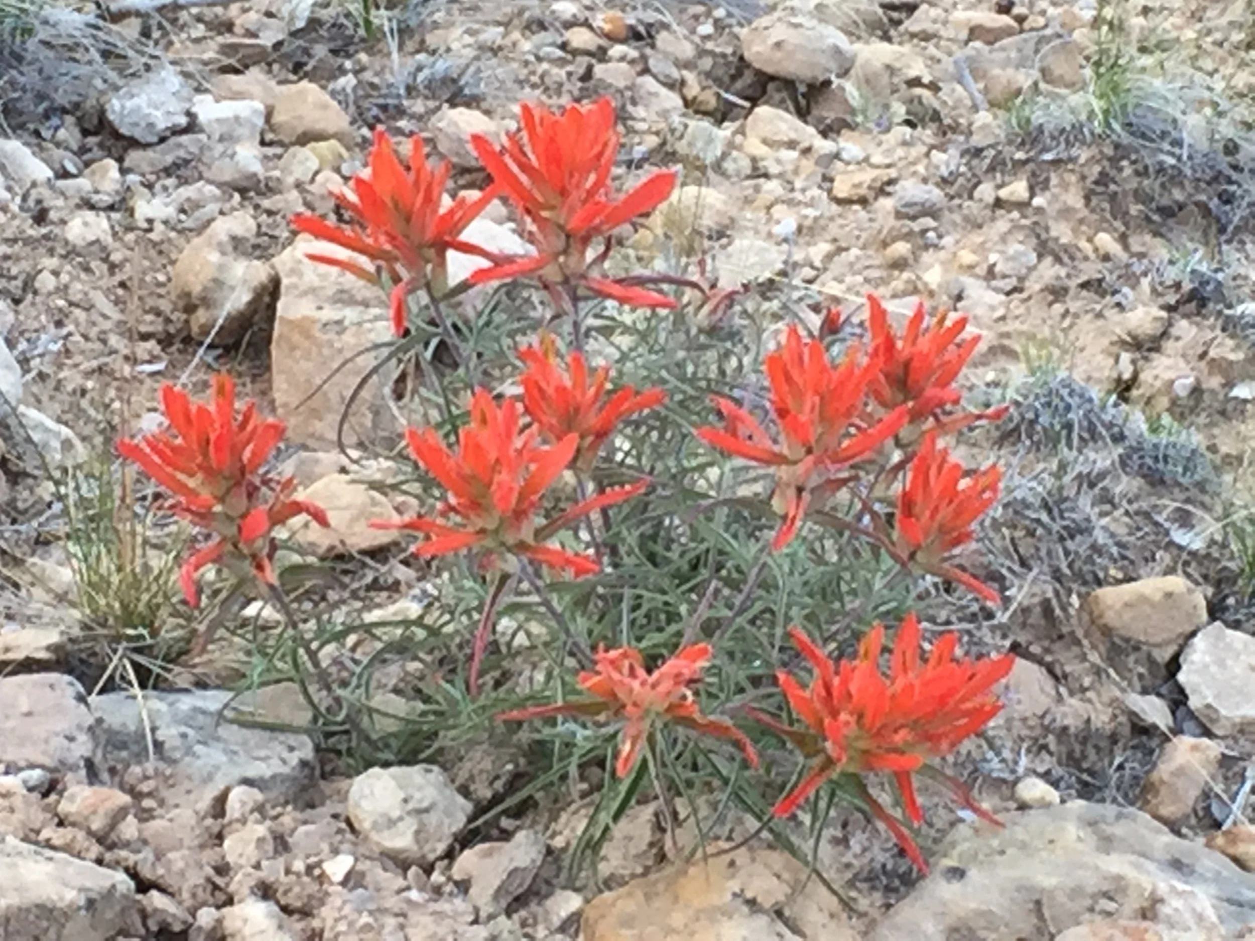 Morning Meditation Sit 07.20.2017