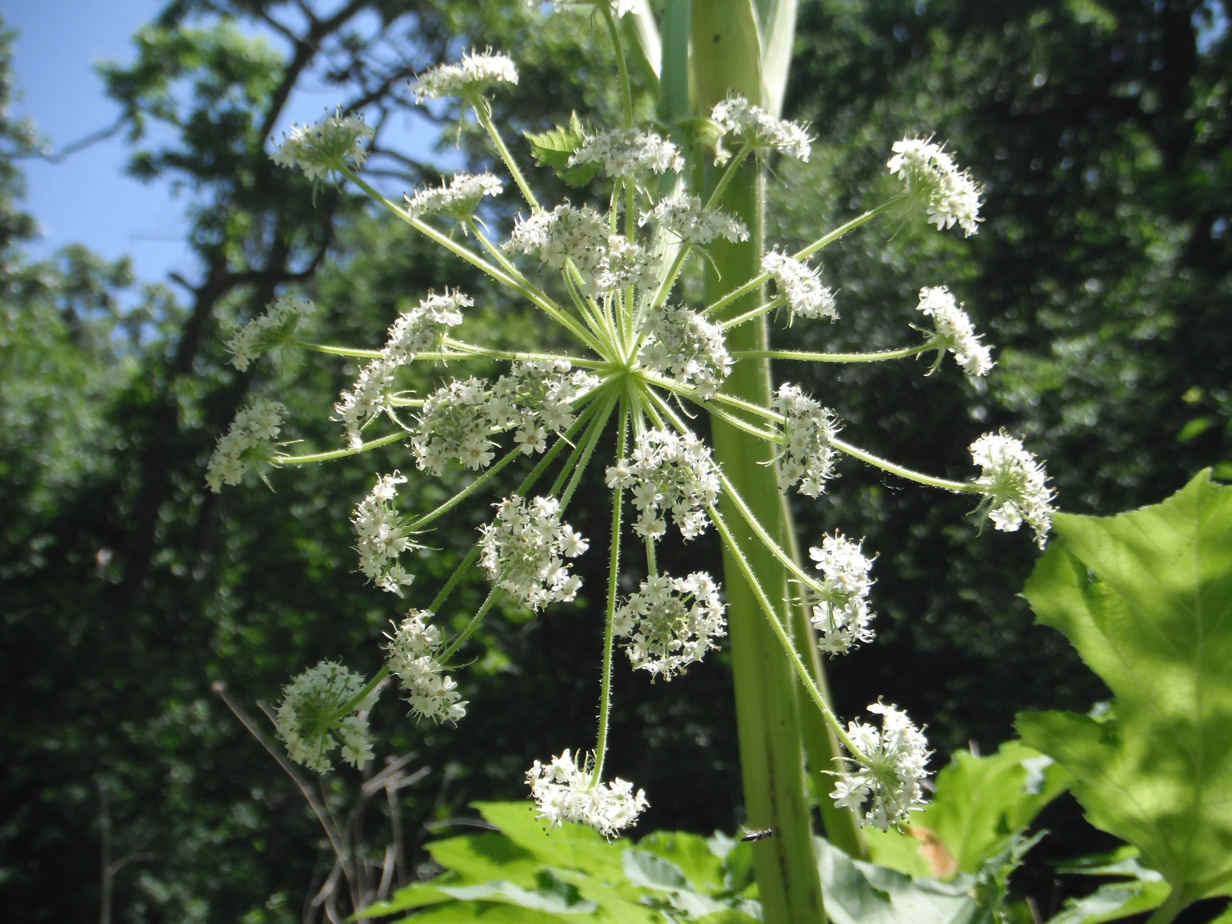 Shabbat Intention: A Teaching for Veetchenan 