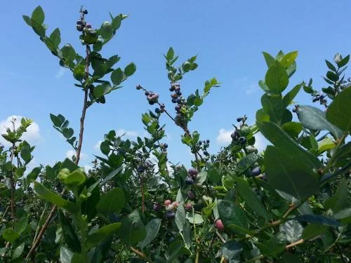 Morning Meditation Sit 2017-08-24