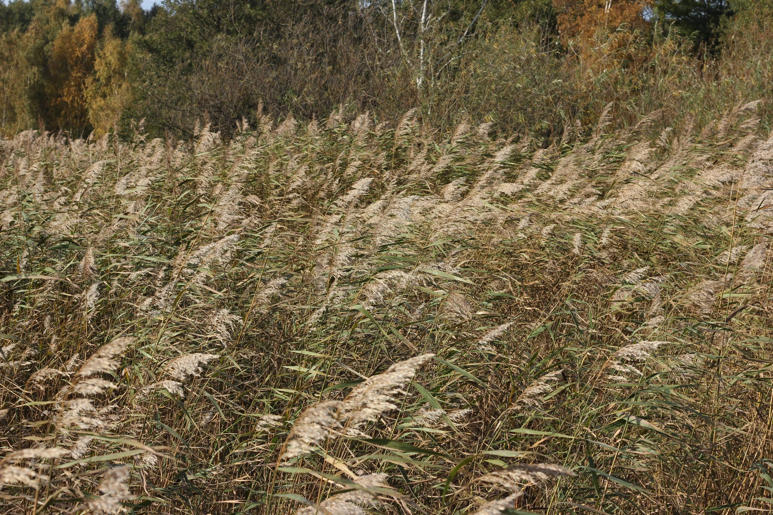 Three Candles: Building Bridges 