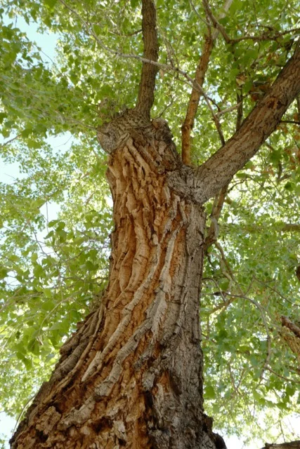 Morning Meditation Sit 2018-06-14